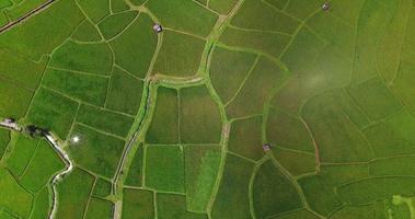 Vista aérea dos olhos dos pássaros filmado em um campo de arroz. mapa da fazenda de arroz 4k dci video