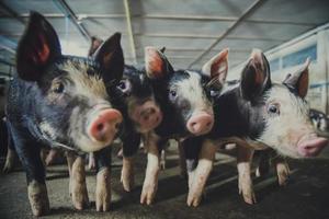 Pig Breeding farm in swine business in tidy and clean indoor housing farm, with pig mother feeding piglet photo