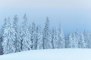 Frozen winter forest in the fog. Pine tree in nature covered with fresh snow Carpathian, Ukraine photo