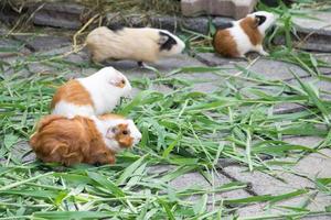 Guinea pig eating grass photo