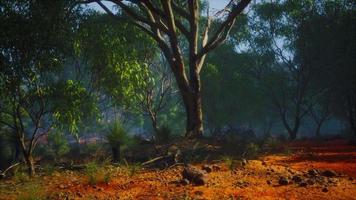 puesta de sol en la selva australiana video