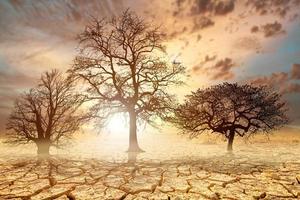 Trees die from drought due to global warming and deforestation. The concept of saving the earth, protecting the environment photo