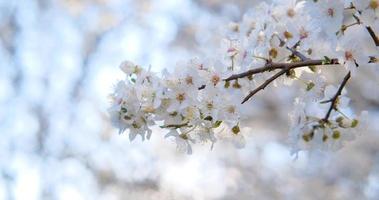 primer plano de un capullo de cerezo blanco contra el sol y el cielo azul video