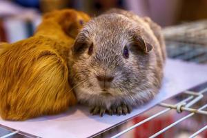 Guinea pig on the cage photo