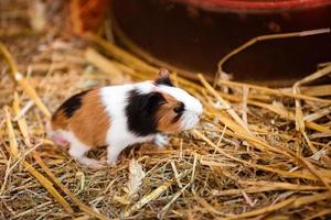 Cute Red and White Guinea Pig Close-up. Little Pet in its House. guinea pig in the hay photo