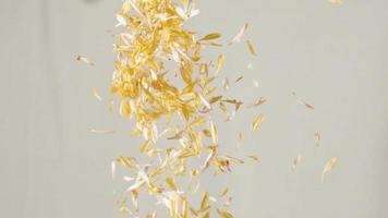 chrysanthemum petals confetti on white background. falling blossoms. Spring decoration. Easter. Overlay. Valentine's day and wedding concept. slow motion flowers petals explosion. video