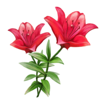 red lily flower bouquet illustration png