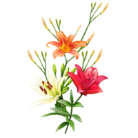 bouquet of white and orange lily flowers, daylily illustration png