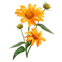 bouquet of flowers heliopsis illustration png