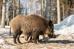 Wild pork boar while eating on the snow photo