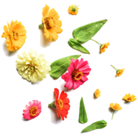 Botanical Zinnia flower and leaf isolated on transparent background png