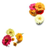 Botanical Zinnia flower and leaf isolated on transparent background png