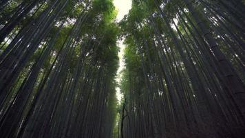 bosque de bambú de arashiyama, que es un bosque natural de bambú en el área de kyoto en japón. el bosque de bambú de arashiyama es un lugar turístico popular en kyoto. video