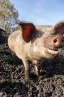 Pig farming raising and breeding of domestic pigs. photo