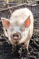 Pig farming raising and breeding of domestic pigs. photo