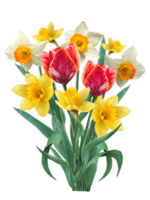 spring flowers tulips and daffodils in a bouquet drawing png