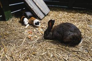 Rabbit and guinea pigs eat together photo