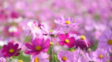 hermosas flores de cosmos que florecen en el jardín. flores de cosmos en la naturaleza. las flores del cosmos se balancean con el viento en los campos. video