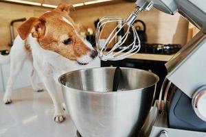 Dog lick electric kitchen mixer whisk photo