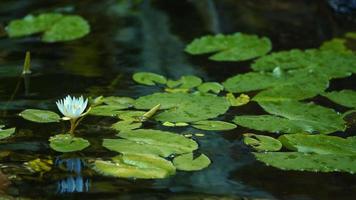 hojas de flor de loto en el agua en la naturaleza video