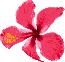 Botanical drawing with red hibiscus flower. png