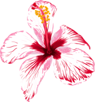 Botanical drawing with pink hibiscus flower. png