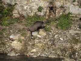 swine fever wild boar in Genoa town Bisagno river urban wildlife photo