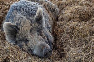 Wild boar resting on a straw photo