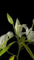 Lilly flower blooming time lapse on black background. video