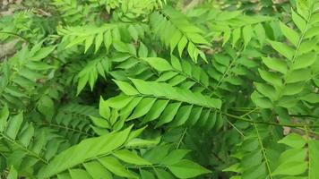 curry árbol, murraya koenigii , bergera koenigii, dulce neem hojas. video