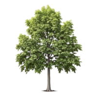 verde natural árbol aislado. png