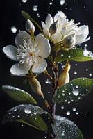 white flower with water droplets on it. . photo