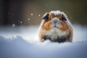 Cute guinea pig illustration in winter with snow photo