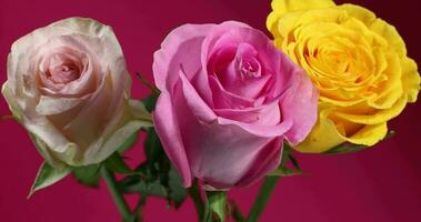 Light pink yellow white rose flower closeup macro petals circle move shake on pink background video