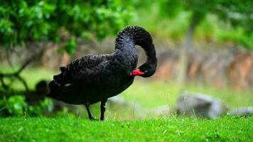 vídeo de negro cisne en zoo video