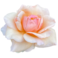 Pink Peach Roses png