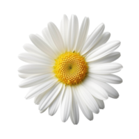 Daisy flower isolated on background with png