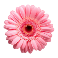 Gerbera flower isolated. Illustration png