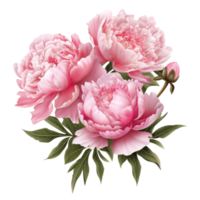 Pink peony flower isolated. Illustration png