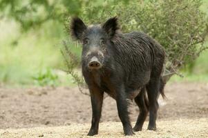 Wild boar mother and calf,  Highland grasslands in Pampa de Achala , Quebrada del Condorito  National Park,Cordoba province, Argentina photo