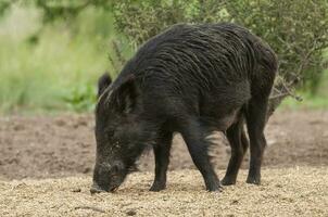 Wild boar mother and calf,  Highland grasslands in Pampa de Achala , Quebrada del Condorito  National Park,Cordoba province, Argentina photo