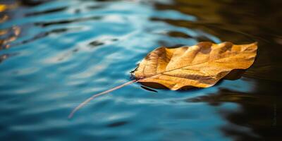 . . Nature outdoor wild leaf floating on blue water sea surface. Adventure plant fall vibe. Graphic Art photo