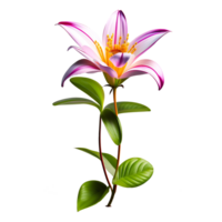 Pink jasmine flower on transparent background png