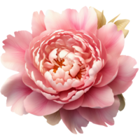 3D Peony aesthetic png