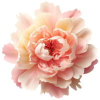 3D Peony aesthetic png