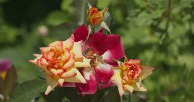 Rose bush in bloom in a summer meadow on a sunny day. Slow Motion, Close Up. video