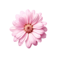 Pink flower, Pink flower png, Pink flower clipart, Pink flower with Transparent Background, AI Generative png