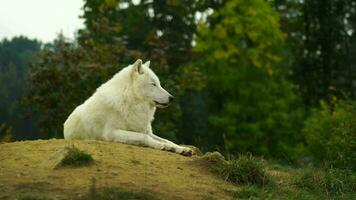 vídeo de ártico lobo en otoño video