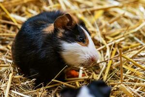 Guinea pig. Mammal and mammals. Land world and fauna. Wildlife and zoology. photo