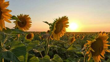 girasol campos y granjas a puesta de sol en verano estación, un paisaje de floreciente girasoles, agrícola negocio concepto. verano temporada planta naturaleza plantas, energía fuentes y creciente plantas en tierra video